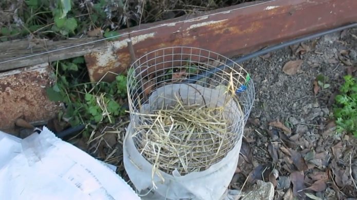 Shelter of a kolomikty seedling for the winter