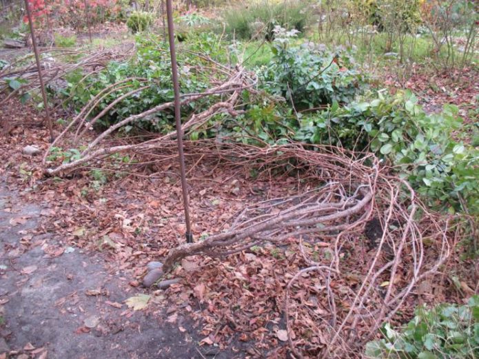 Actinidia in autumn