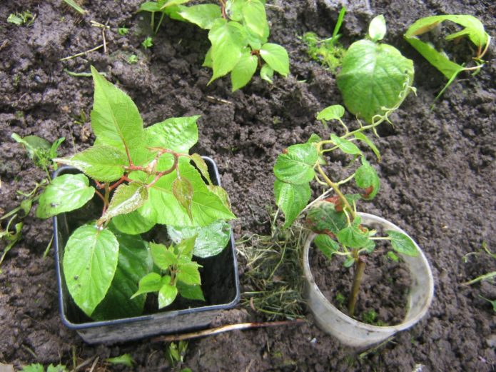 Actinidia seedlings before planting