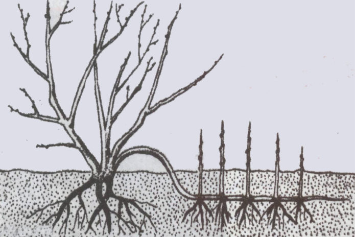 Reproduction of currants by layering