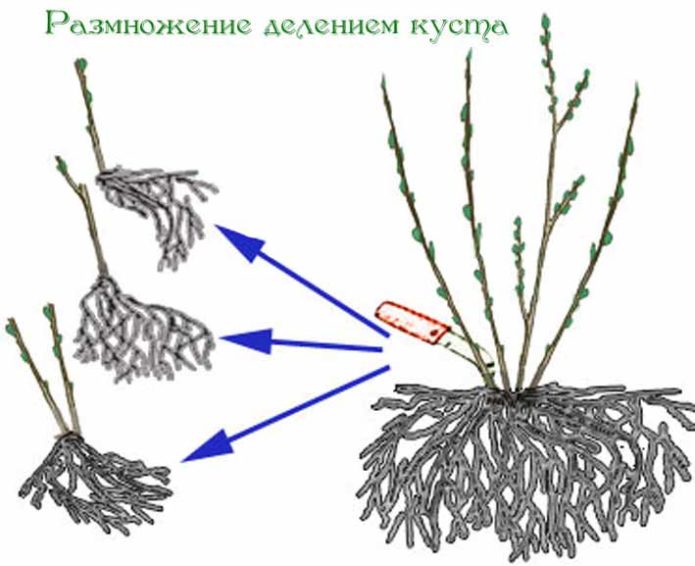 Dividing the bush