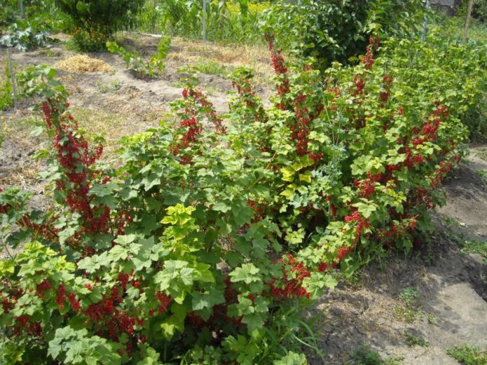 Red currant bush