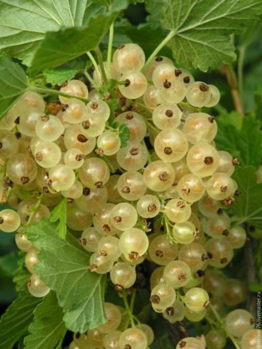 White currant