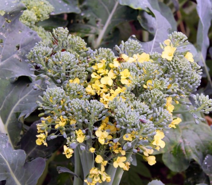 Flowering broccoli