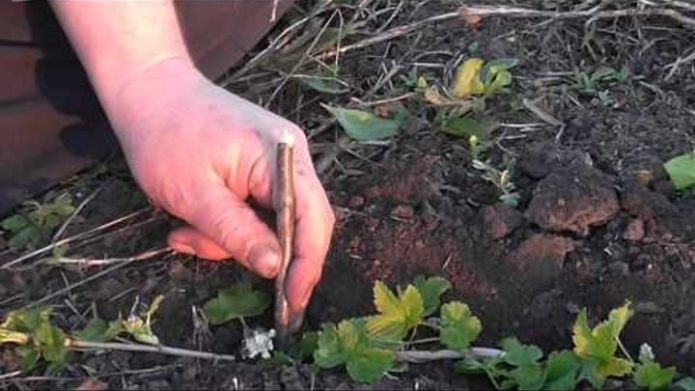 Planting lignified currant cuttings