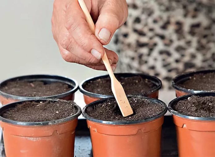 Sowing cabbage seeds in separate containers