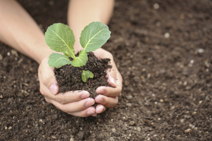 Planting cabbage seedlings in the ground