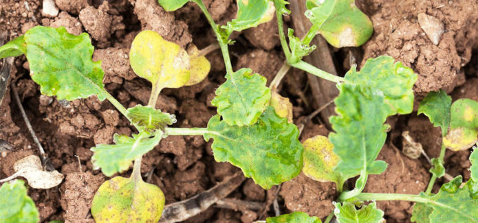 Peronosporosis on cabbage seedlings