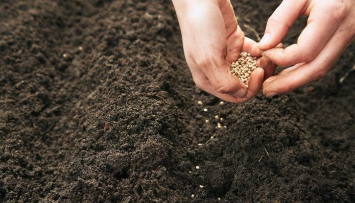 Planting broccoli cabbage seeds in the ground