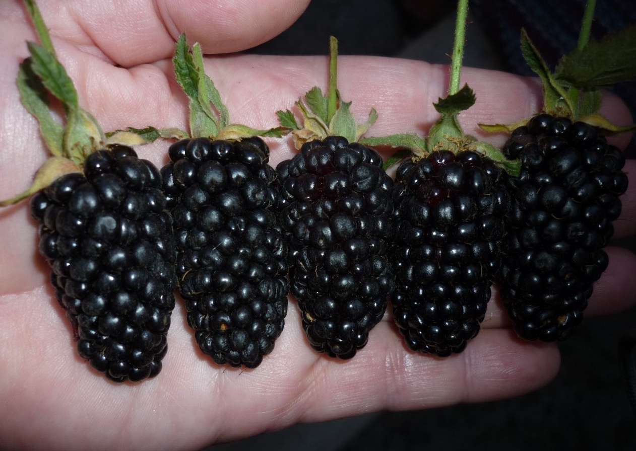 All the subtleties of blackberry propagation in the garden, in the greenhouse and at home on the windowsill