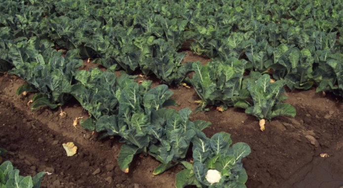 Planting cauliflower