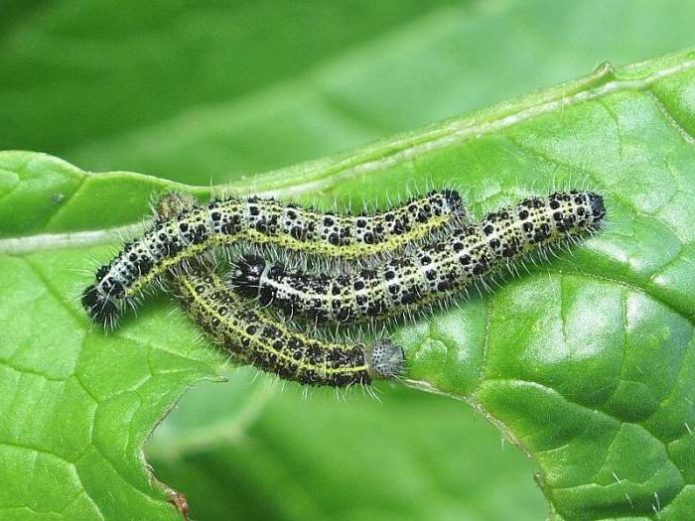 Caterpillars on ornamental cabbage