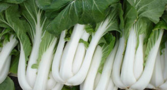 Pak-choi varieties Swallow