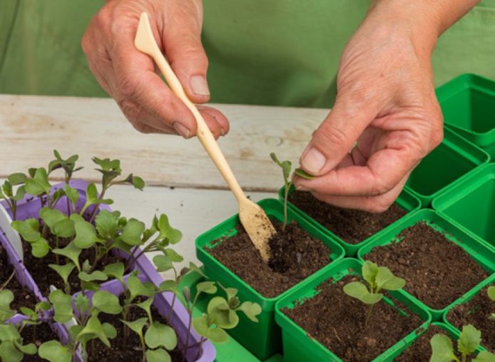 Pickling cabbage seedlings