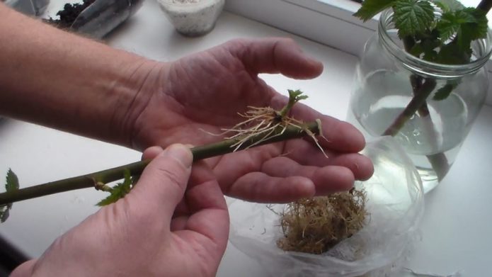 rooting of stems