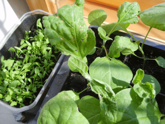 Damage to cabbage seedlings by a cruciferous flea