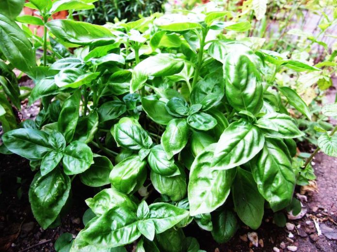 Basil varieties Sandwich leaf