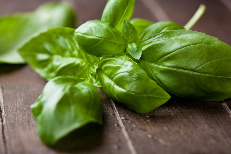 Basil: How to Grow Royal Spice