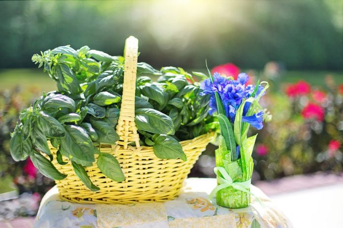 Basil in a basket