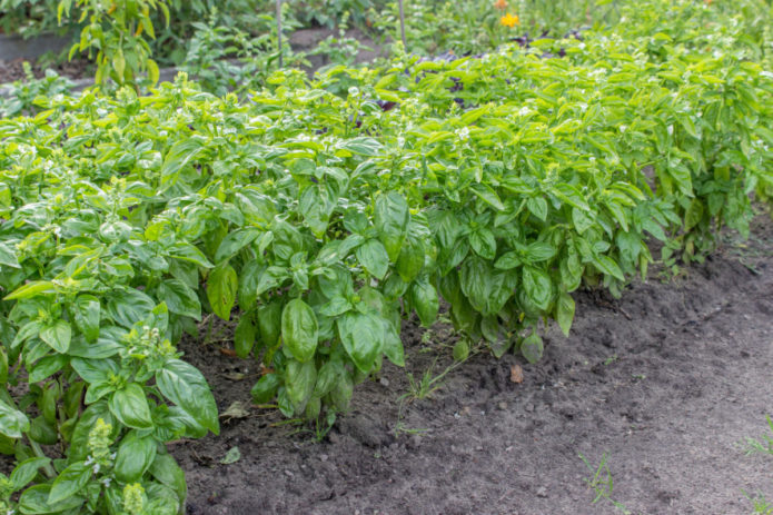 Basil garden