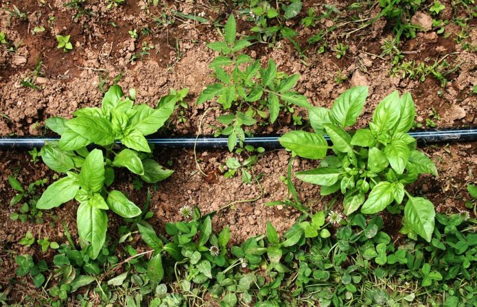 Drip irrigation