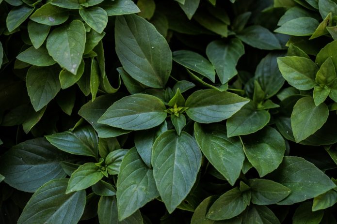 Basil with dark green leaves