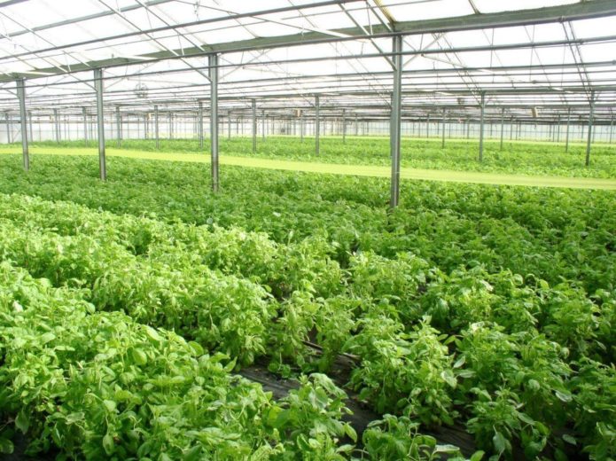 Basil in the greenhouse