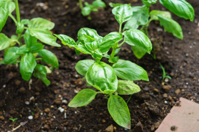 Basil seedlings