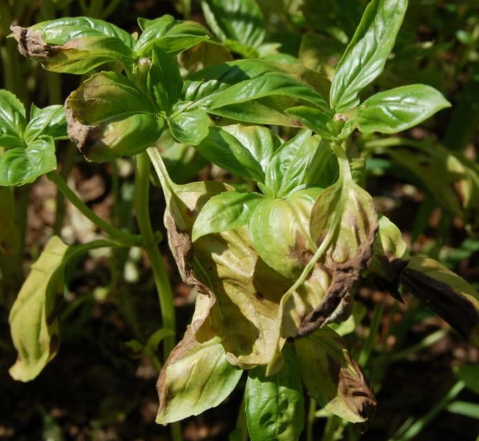 Basil affected by fusarium