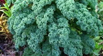 Ornamental cabbage variety Lark tongue