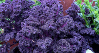 Ornamental cabbage variety Redbor F1