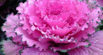 Ornamental cabbage variety Osaka Pink F1