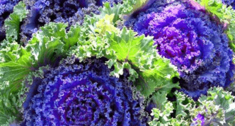 Ornamental cabbage variety Lacy frill