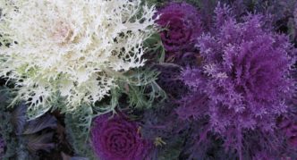 Ornamental cabbage variety Peacock