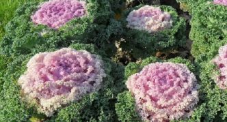 Ornamental cabbage variety Northern rose