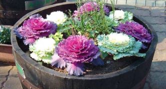 Tokyo ornamental cabbage variety