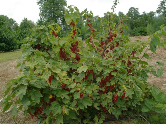 Red currant