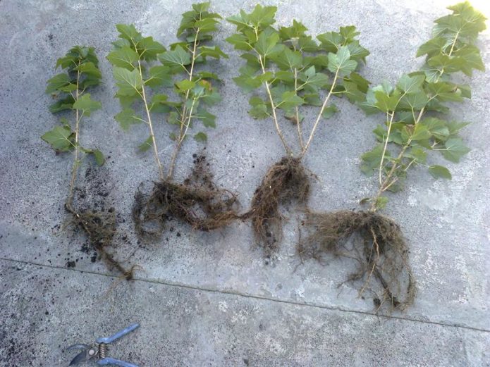 Currant seedlings