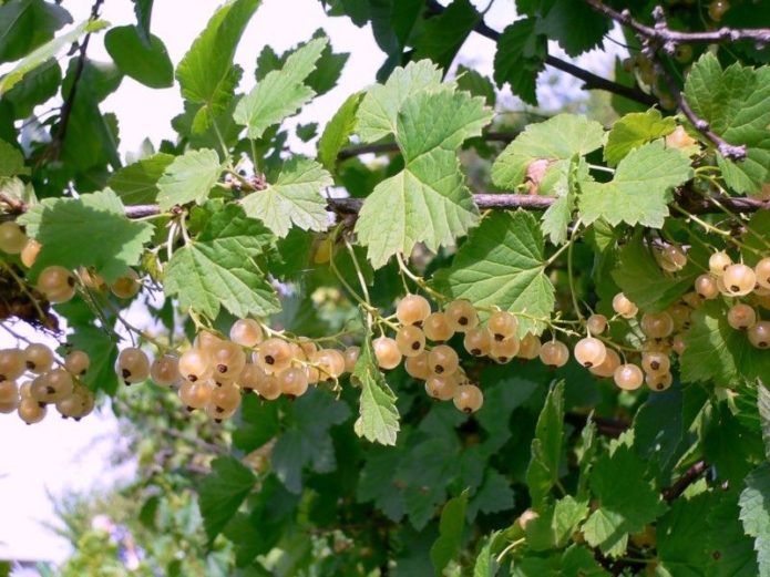 White currant