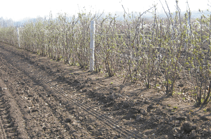 Trellis cultivation