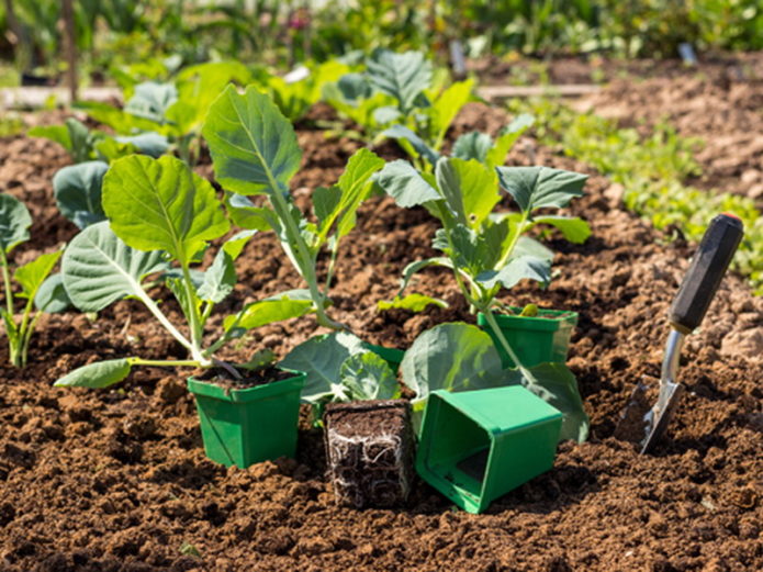 Hardening of ornamental cabbage seedlings