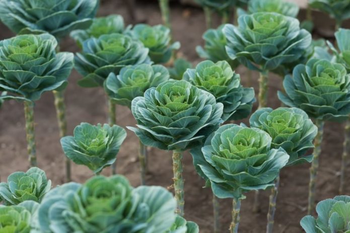 Growing ornamental cabbage in the open field