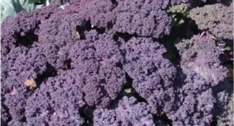 Ornamental cabbage variety Robin