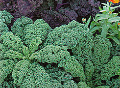 Ornamental cabbage variety Kai and Gerda