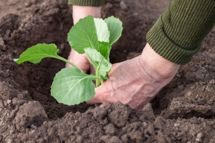 Planting ornamental cabbage seedlings in the ground