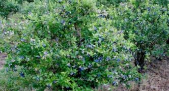 Young honeysuckle bush