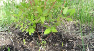 Garden honeysuckle