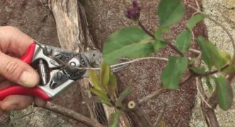 Pruning dry honeysuckle branches