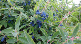 Fruiting honeysuckle bush