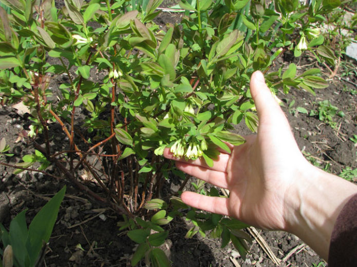 3 year old honeysuckle bush